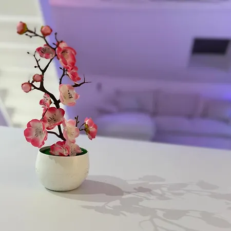 Capsule - Lumina * Douai